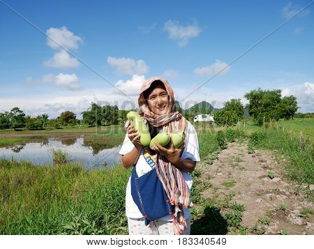 Thai Women Harvest Agriculture Winter Melon Or Ash White Gourd Or Tallow Gourd Or Chinese Preserving