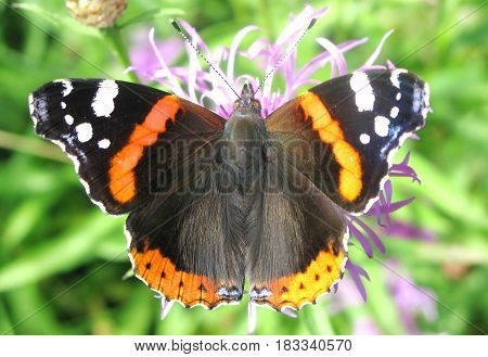 red admiral butterfly on the vilolet flower