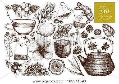 Vector collection of hand drawn tea illustration. Decorative inking herbs and fruits sketch. Vintage matcha design.