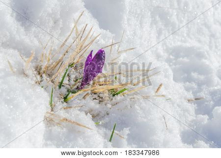 Purple crocuse bud in the melting snow
