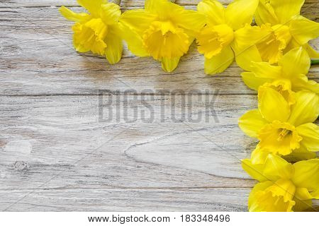 Yellow narcissus on wooden background on the up and right side, close-up