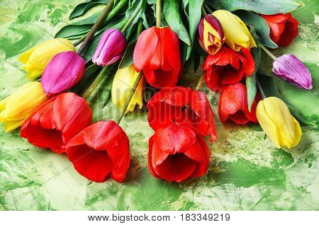 Bunch Of Spring Beautiful Tulip Flower