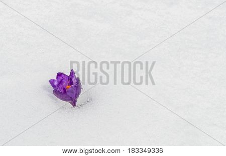 Beautiful spring crocus flower isolated on white snow background