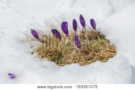 Spring violet crocuses flowering from the snow in Carpathian mountains