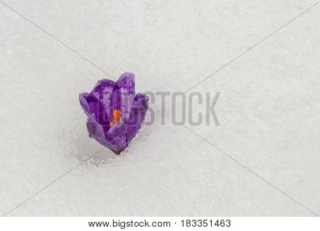 Beautiful spring crocus flower isolated on white snow background