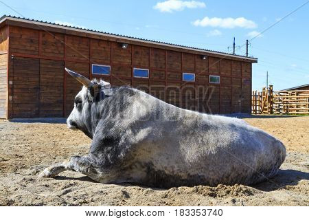 Tribal bull is in the squad, Animals on the farm