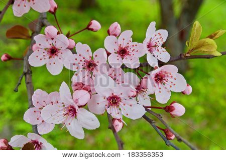 Some pink flowers on the tree. Spring