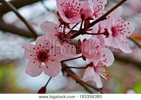 Some pink flowers on the tree. Spring