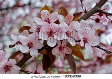 Some pink flowers on the tree. Spring