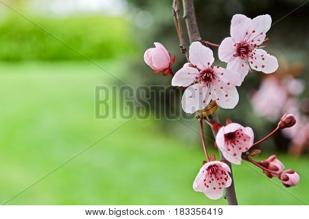 Some pink flowers on the tree. Spring