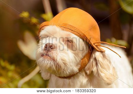 White Lhasa Apso That Seems To Be A Adventurer