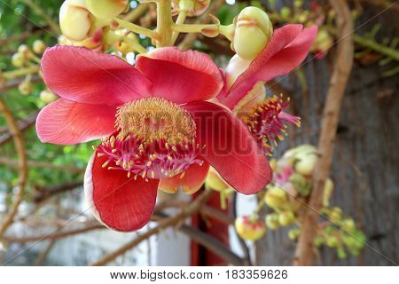 Beautiful Red Sal flowers in The Garden.