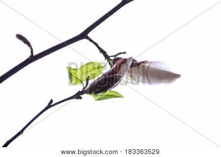Two buds of white magnolia on a white background