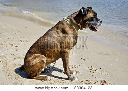 Boxer dog on the beach near river