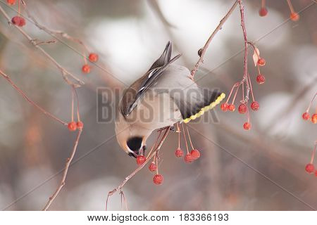 Cedar waxwing eating an frozen apples. Morning in winter forest.