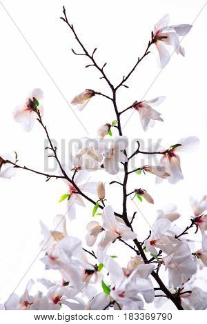 Bush of a white magnolia on a white background