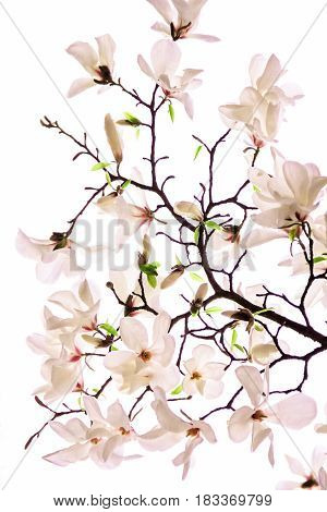 Bush of a pink magnolia on a white background