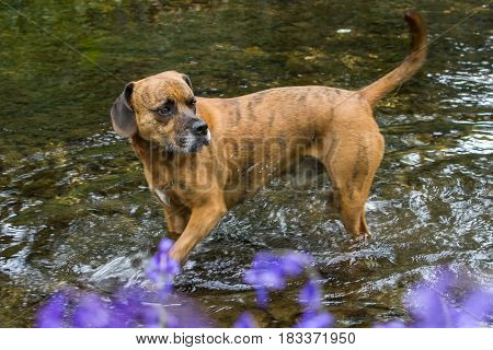 Happy Pet Dog paddling in River Water