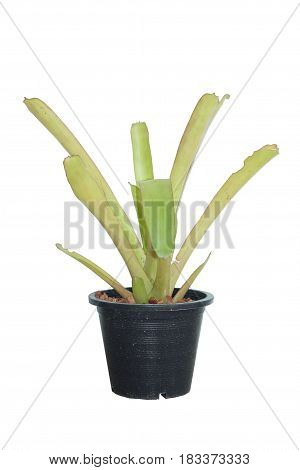 Ornamental plants in pots ornamental home or garden. on white background.