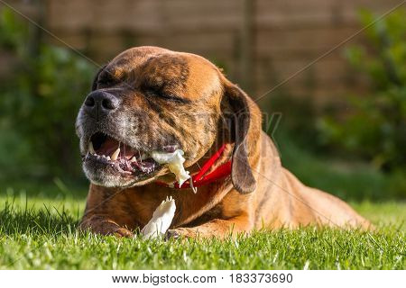 Cute Pet Dog Chewing on treat with teeth and slobber