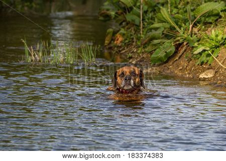 Cute Pet Dog Swimming in River Water