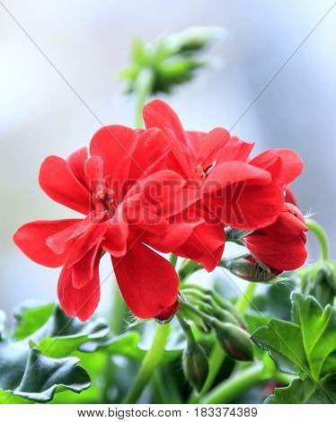 Red blooming geranium flower with a little buds