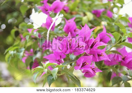 Purple bouganvilleas in a garden. Beautiful flowers