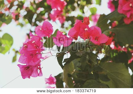 Purple bouganvilleas in a garden. Beautiful flowers