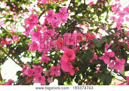 Purple bouganvilleas in a garden. Beautiful flowers