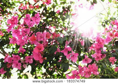 Purple bouganvilleas in a garden. Beautiful flowers