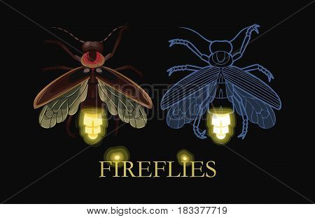 Vector illustration of glowing firefly and firefly silhouette