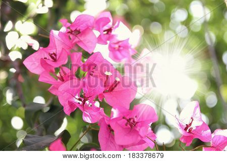 Purple bouganvilleas in a garden. Beautiful flowers