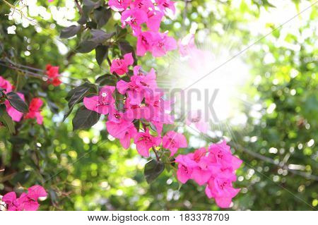 Purple bouganvilleas in a garden. Beautiful flowers