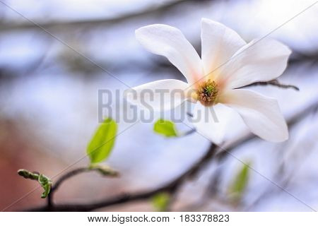 The magnolia flower bloomed on a white background