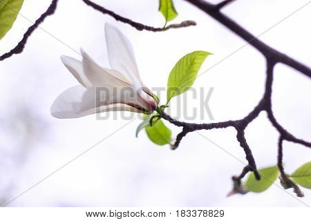 Gently white magnolia flower on a white background