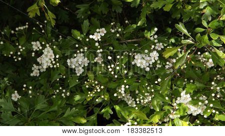 Hawthorn blossom also known as mayflower, White flower