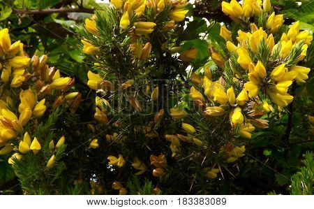 Gorse (ulex europaeus) a thorny yellow flowering hedging shrub