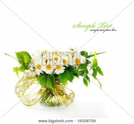 Fiori Margherita a sfondo bianco (shallow DOF)