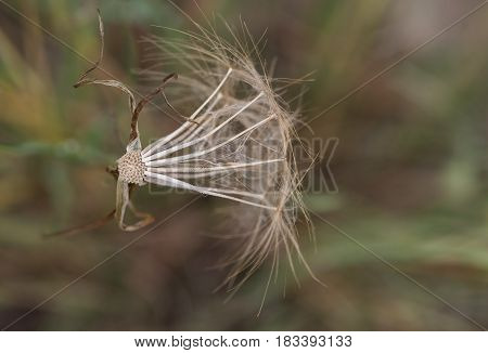 Close up of a Urospermum picroides wild flower commonly known as prickly goldenfleece from the nature of Cyprus