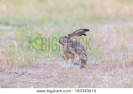 Alert Black-tailed Jackrabbit (Lepus californicus). Santa Clara County, California, USA.
