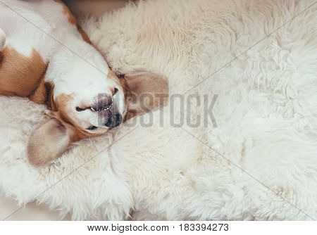 Sleeping beagle dog lies on the fur coverlet on sofa
