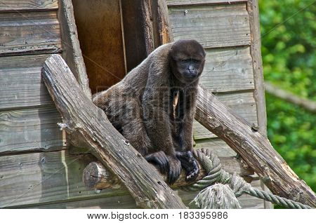 Woolly monkey (Lagothrix lagotricha)in zoo La Vallée des Singes Romagne France.