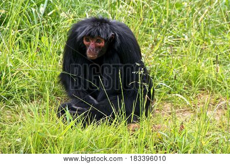 Red-faced spider monkey (Ateles paniscus) a.k.a. Guiana spider monkey or red-faced black spider monkey sitting in the grass.
