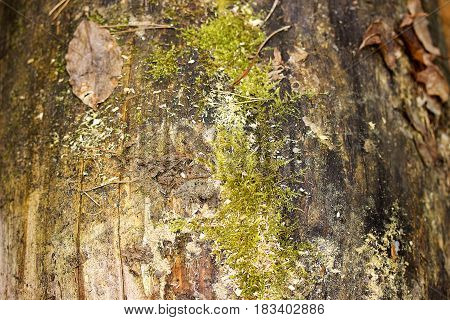 Old Wood Texture Coverd With Green Moss.