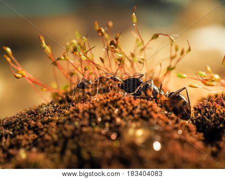 Red And Black Ant Was Fighting On The Leaves, Ant