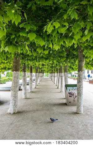 Green-White contrast between leafs and white painted trees