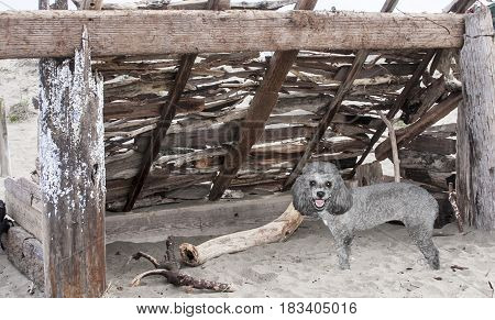 Poodle found a hand-built wooden shelter structure on the beach with driftwood for playing