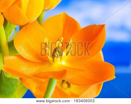 3D orange flower with blue background detail