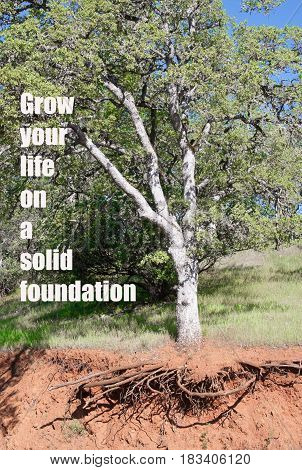 Photo of tree with exposed roots with text: Grow your life on a solid foundation