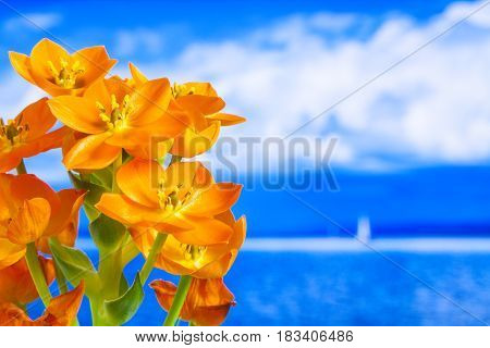 Orange flower with blue sea in background